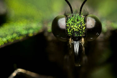 schmetterling XLII