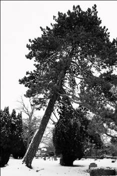 drifting past a winter tree