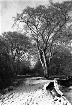 tangled tree tops