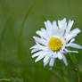 The bashful daisy