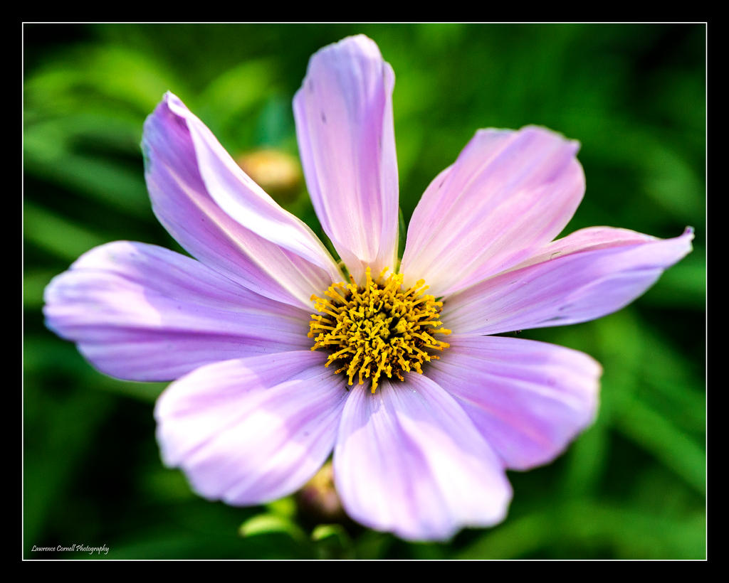 Pink Cosmos