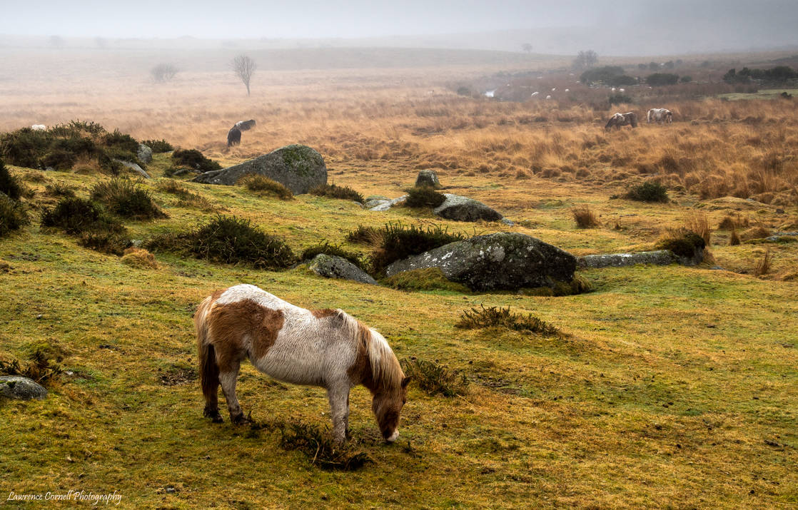 The misty moor by LordLJCornellPhotos