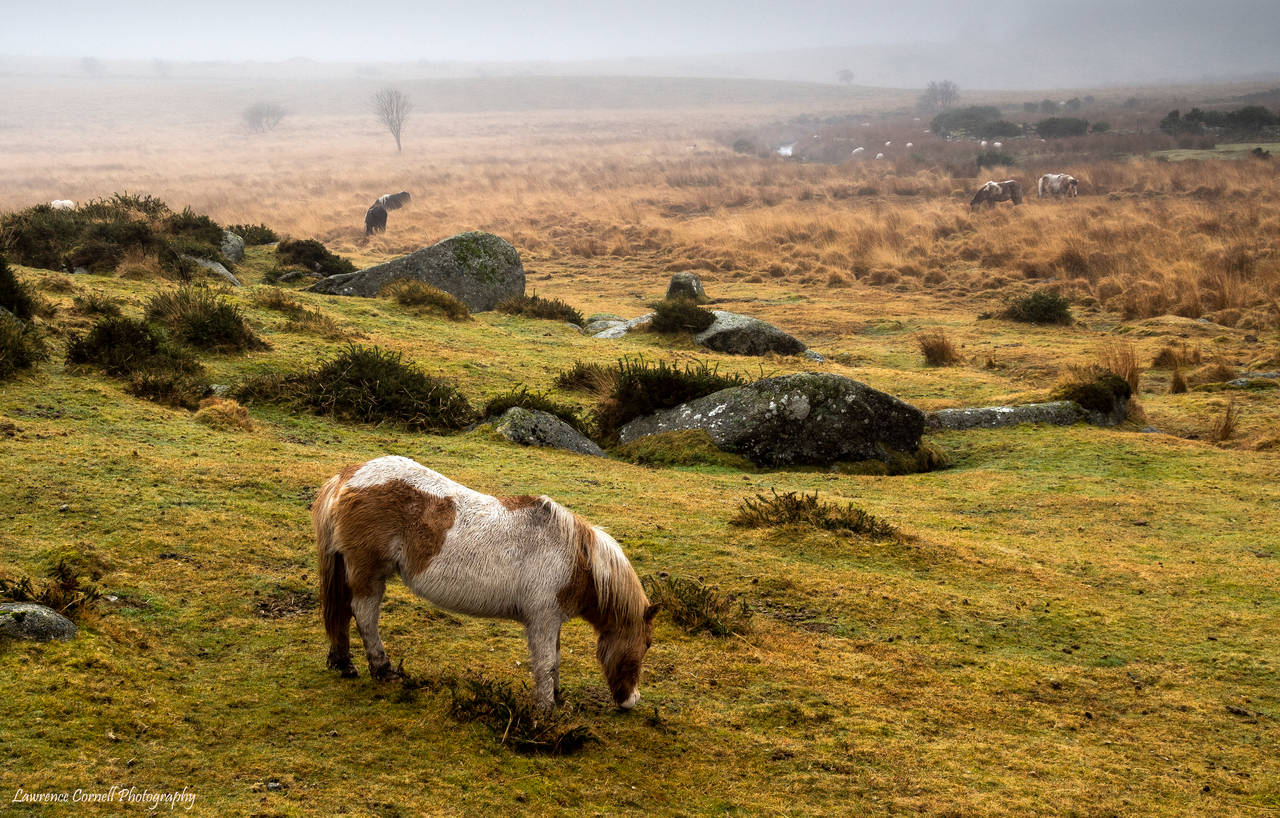 The misty moor by LordLJCornellPhotos