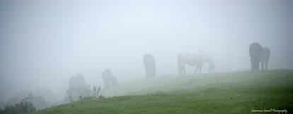 Spectral ponies.