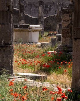 Poppies and Roman ruins