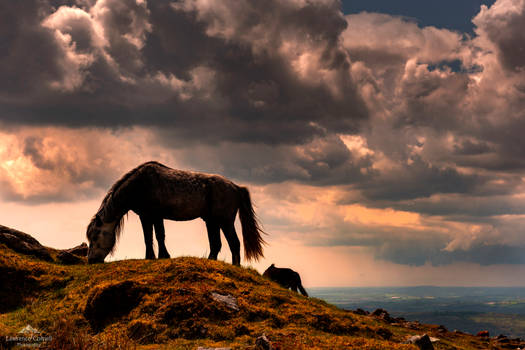 Wild ponies grazing.