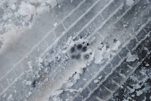 Pawprint. in The Snow