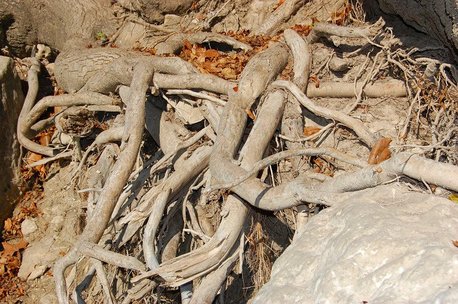 Tangled Roots by TenshiNoSakura on DeviantArt