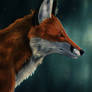 Red fox