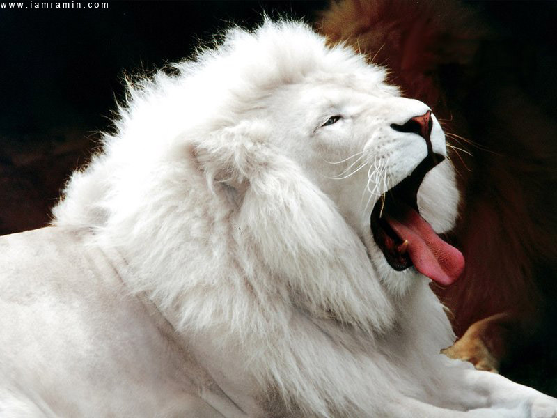 white lion