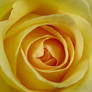 Yellow Rose