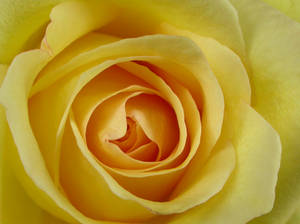 Yellow Rose