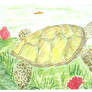 Sea Turtle I