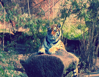 panthera tigris