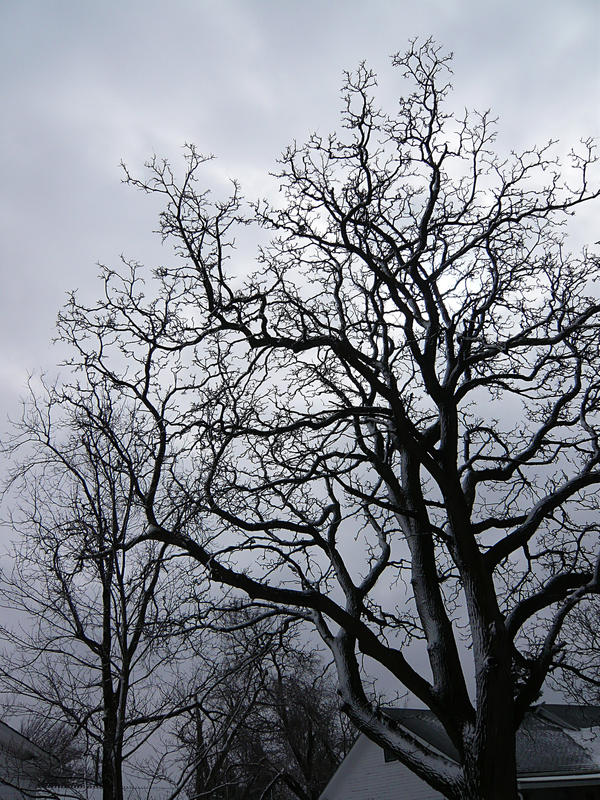 Bare tree branches 2