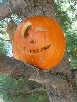 Jack-o-lantern in a tree III