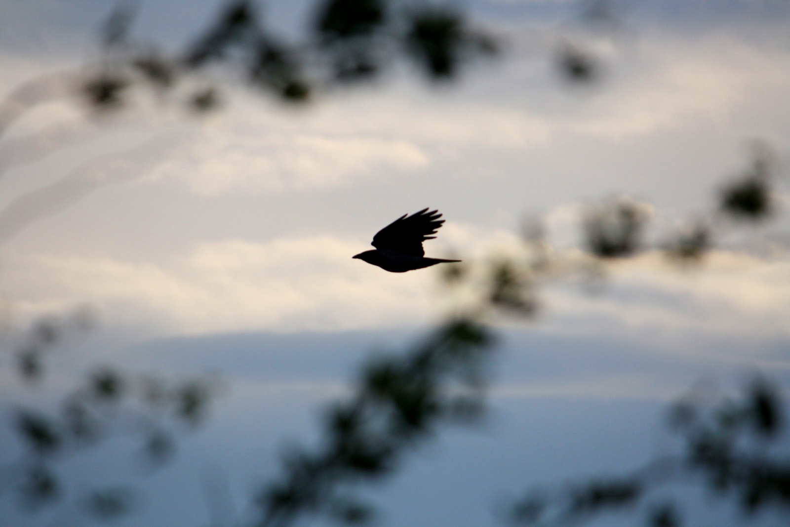 bird-like Shape or shape-Like Bird?