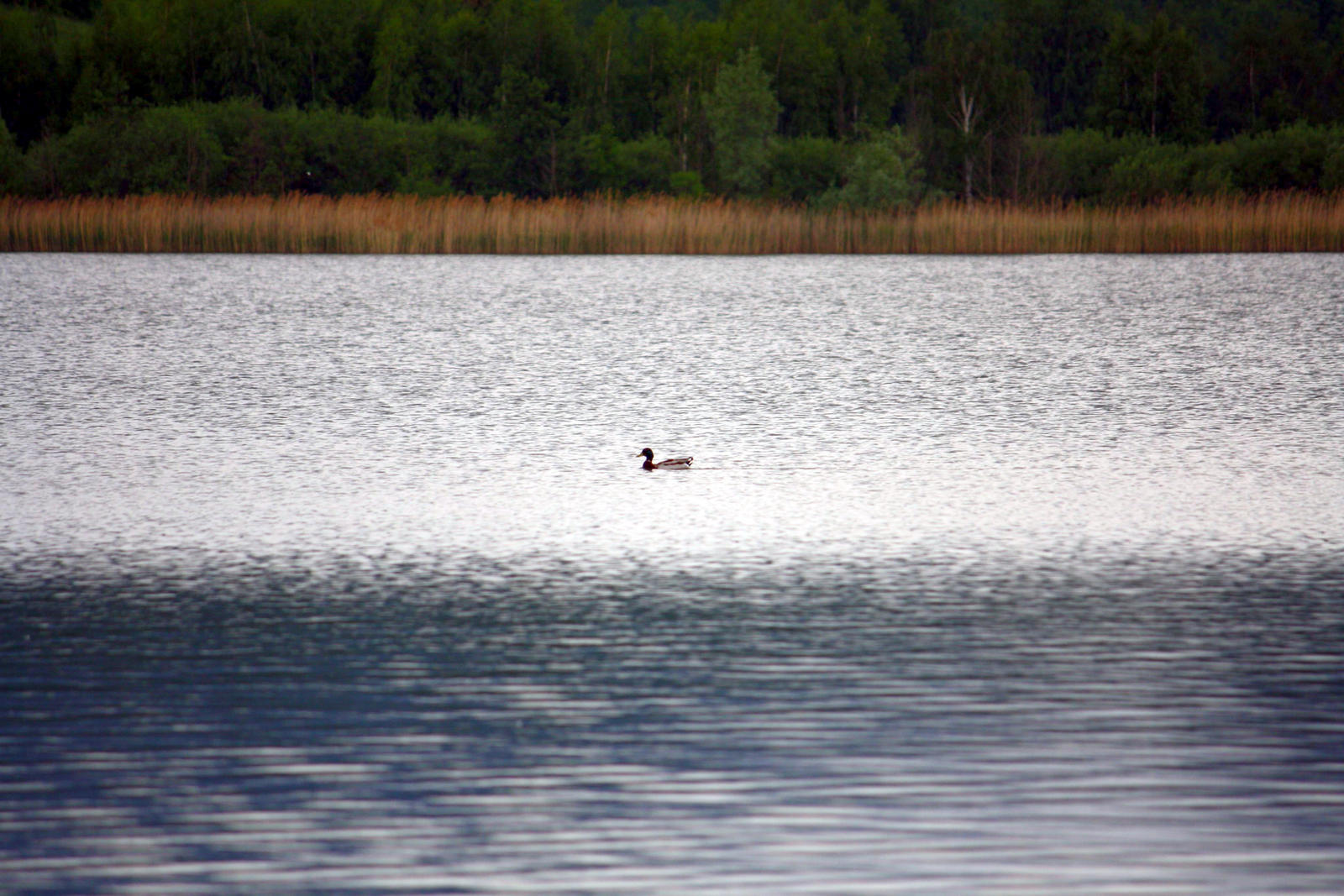 Lonely Duck