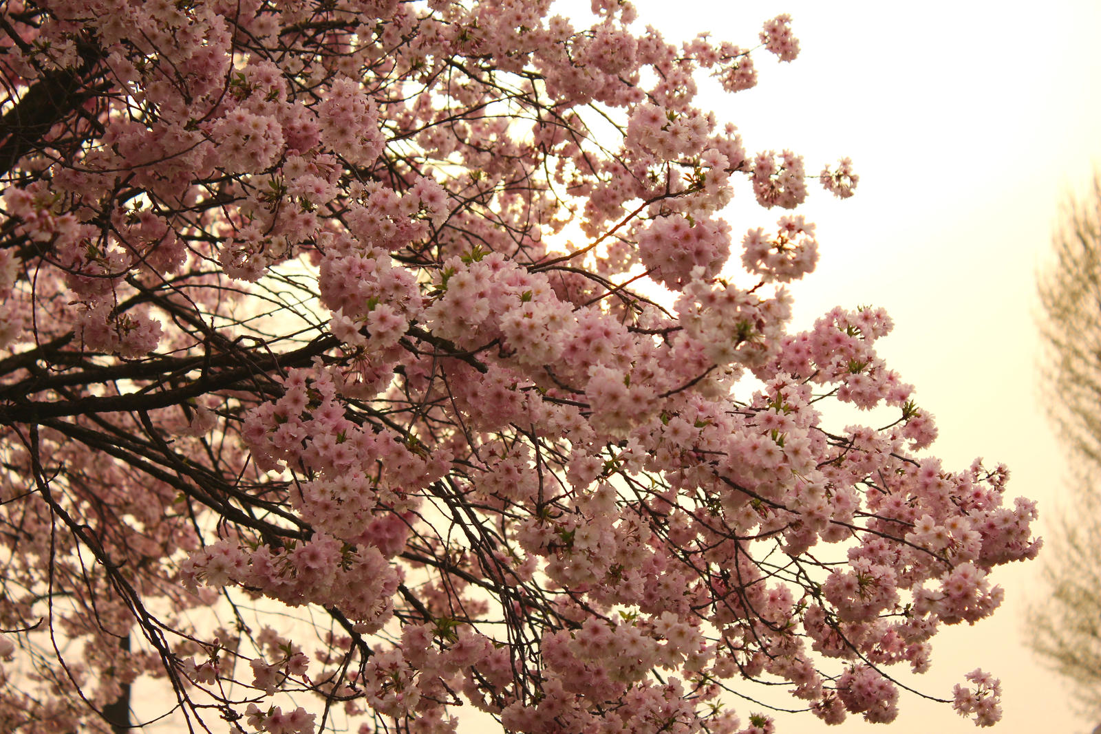 Spring Tree II
