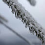 iced and snowed detail from conifer