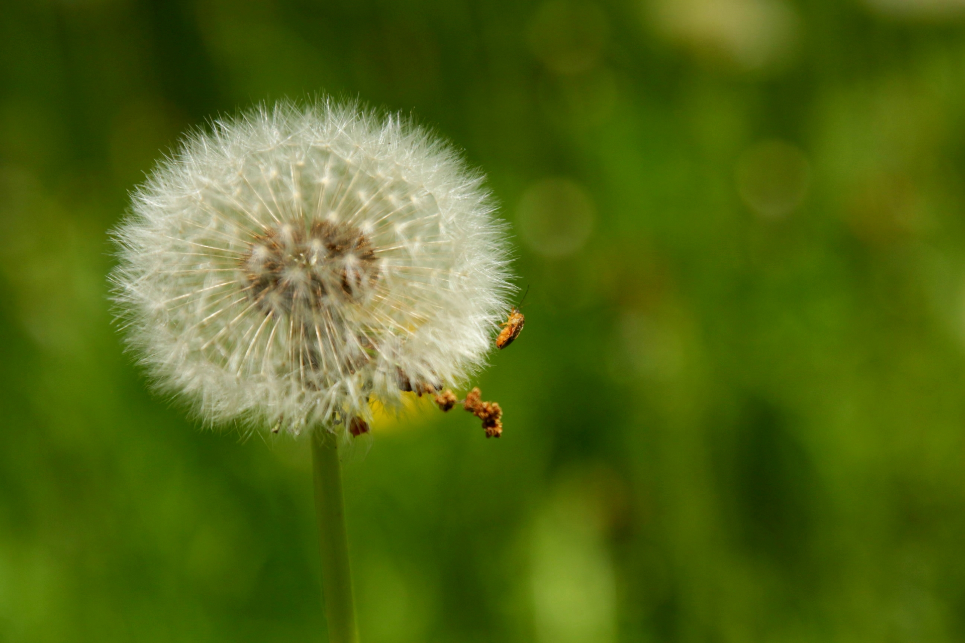 dandelion clock with features