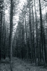 Dark Forest