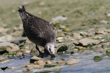  Red Knot