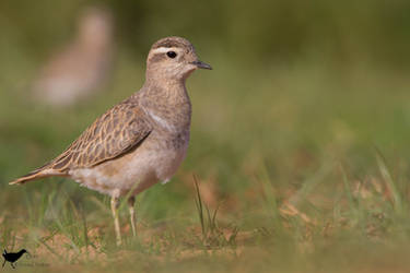 Eurasian Dotterel