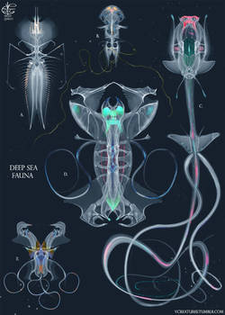 Deep sea fauna