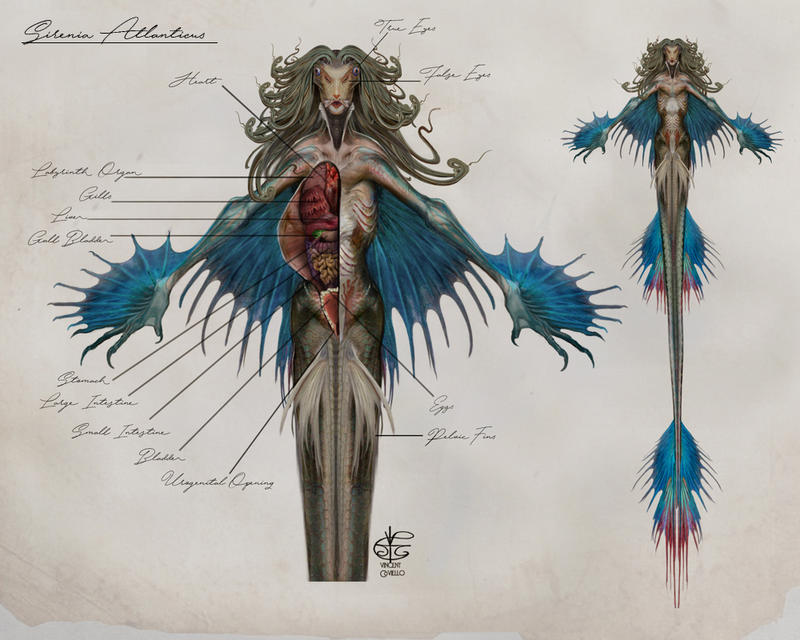 Merman Structure Mermaid Anatomy by Vincent-Covielloart on DeviantArt