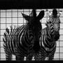 z is for zebra - two