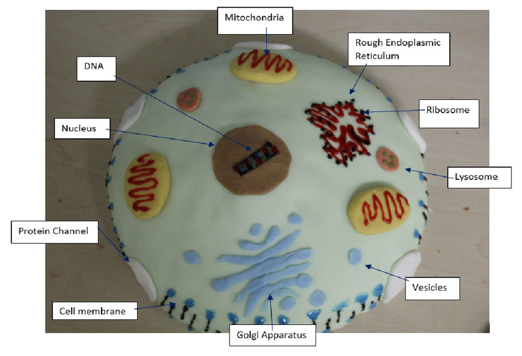 Animal Cell Cake with Labels by MayRunner on DeviantArt