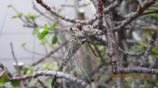 dragonfly