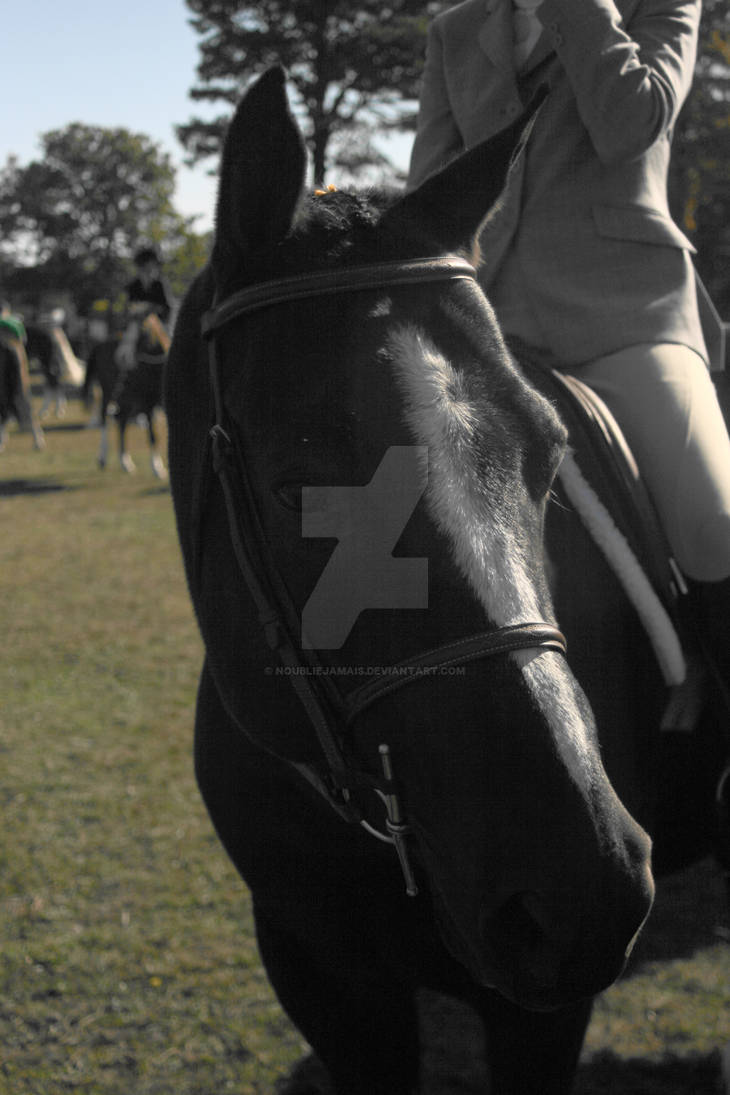 Rocket Portrait by NoublieJamais on DeviantArt