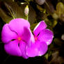 Twin Petals