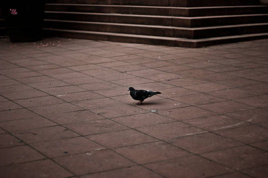 City-Life - Bird