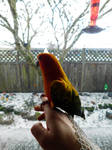 It's hailing Pippin by FeynaSkydancer