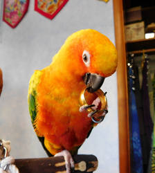 Pippin has the One Ring