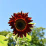 Red Sunflower