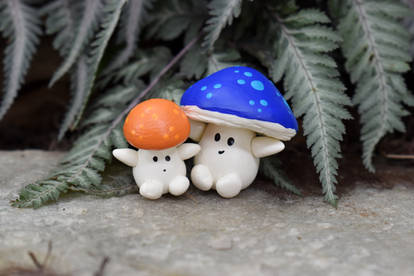 New little mushroom fellow