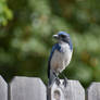 Scrub Jay