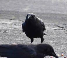 Looking at me look at you