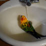 Birdy Bathtime