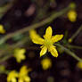 Little Yellow Flower