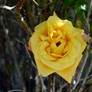 Yellow Rose