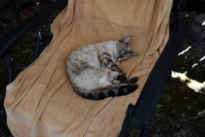 Cat in my lounge chair 1