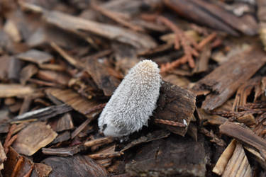 Fuzzy Furry Shroomie