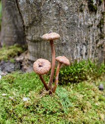Mushroom Acrons 2 by FeynaSkydancer