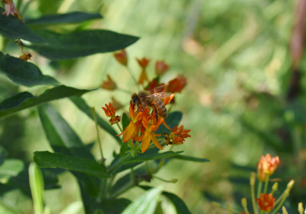 Feeding Bee by FeynaSkydancer on DeviantArt