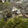 Three mushrooms on moss